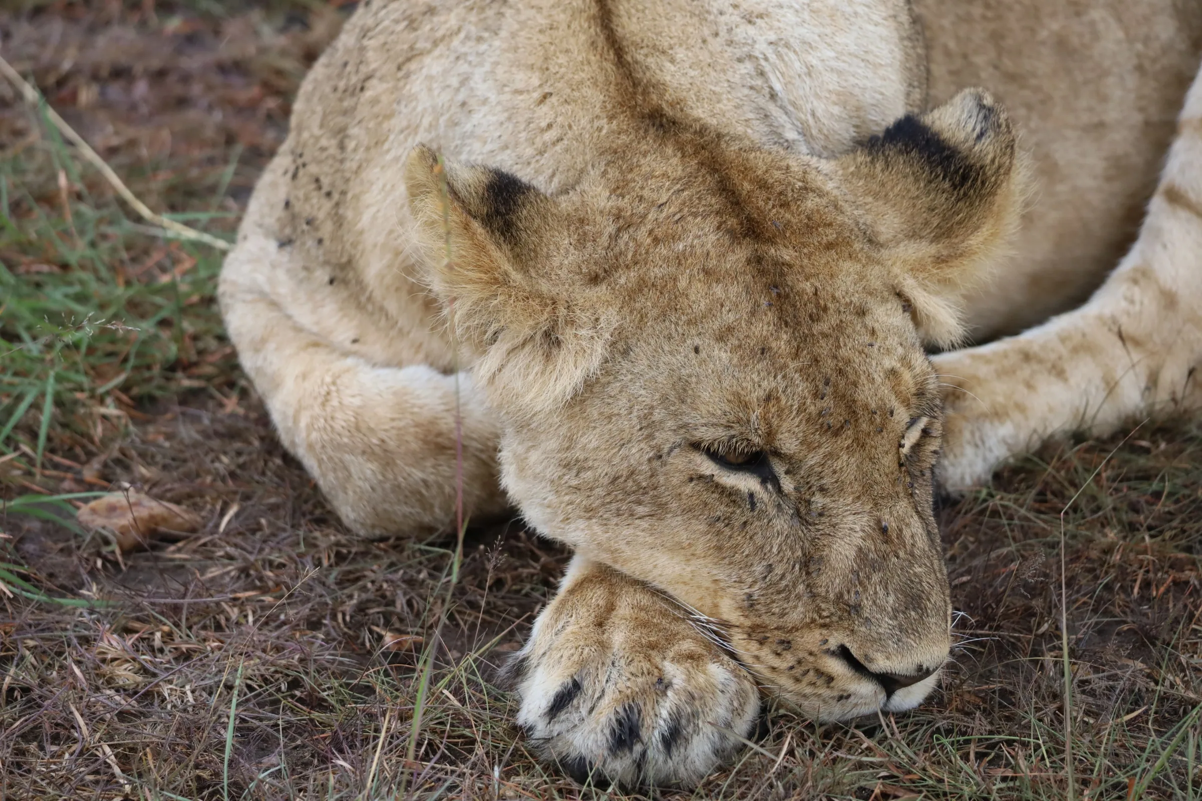Wildlife and Sanctuaries