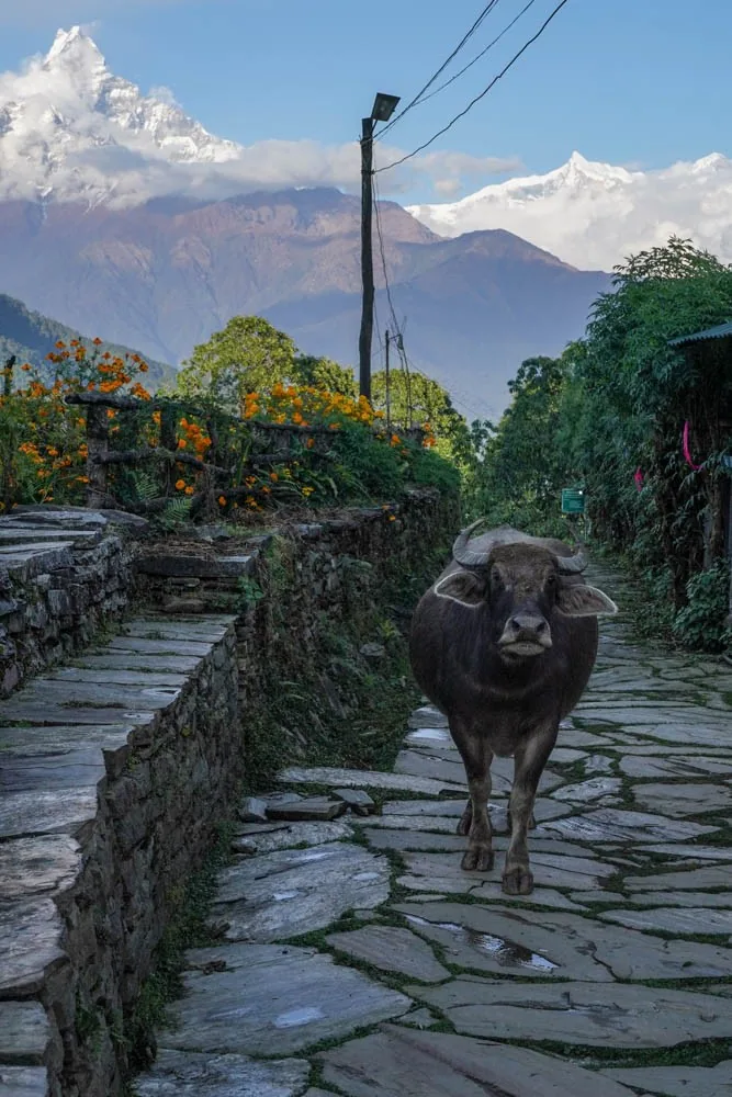 Nepal: Return to Stillness